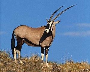 months (eggs) Cape Eland Taurotragus Oryx 70 inches