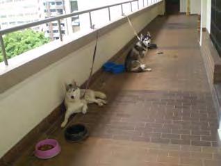 February 2011 Cruelty 2. Balestier Plaza Huskies During the first week of February, our inspectors received a second complaint for an ongoing case at Balestier Plaza since June 2010.