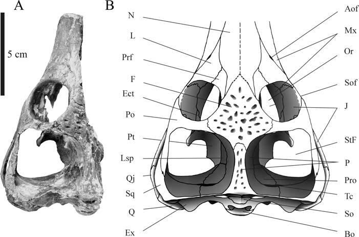 JOUVE A TELEOSAURUS SKULL: PHYLOGENETIC IMPLICATIONS 89 Horizon and Locality Bathonian of Allemagne, 3 km in south of Caen, Normandy, France.