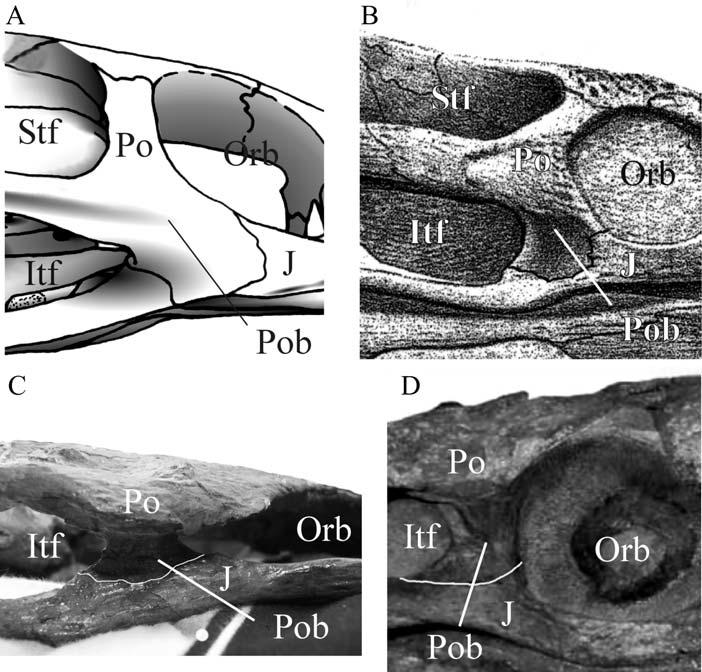 94 JOURNAL OF VERTEBRATE PALEONTOLOGY, VOL. 29, NO. 1, 2009 the ophthalmic branch (V 1 ) from the other branches of the trigeminal nerve does not seem to exist.