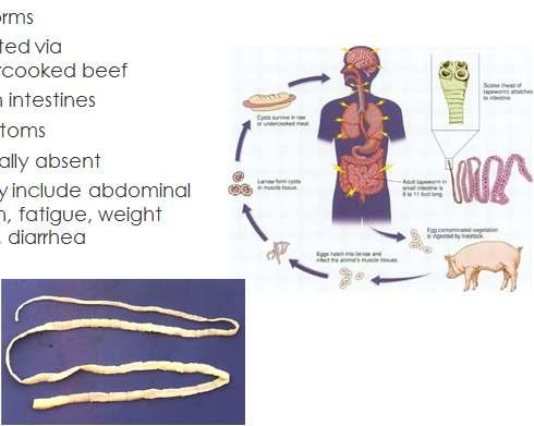 Common helminths Tapeworms Ingested via undercooked beef Live in intestines