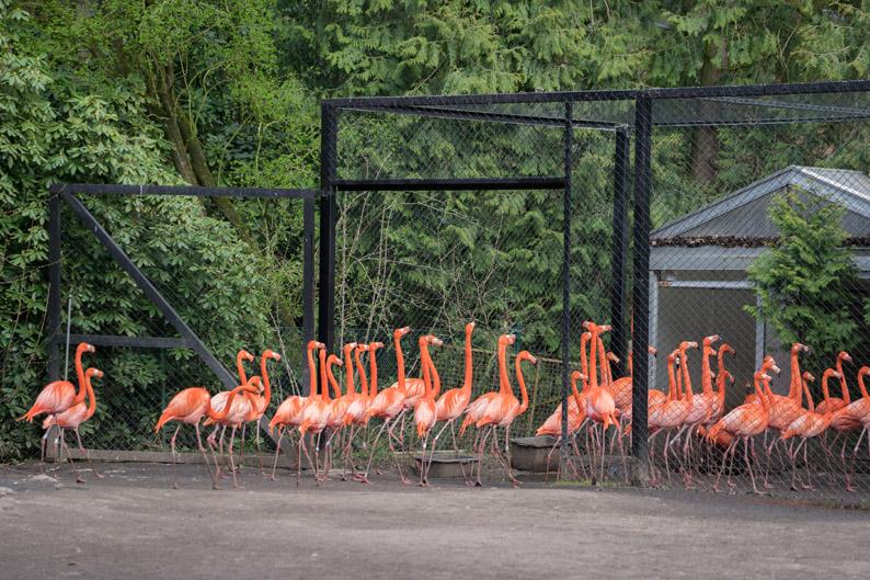 By: Dr. Antje Mewes, Andreas Frei, Jan Dams, Gerardus Scheres. Weltvogelpark Walsrode, Germany. Above: Red Flamingos entering their enclosure for the night.
