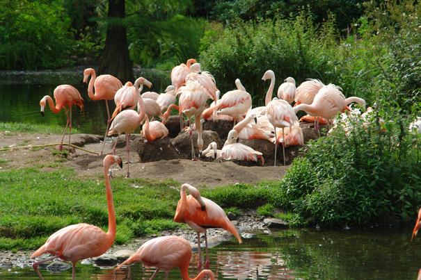 Left: Greater Flamingo 