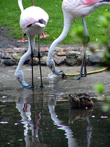 eggs from the flamingo nests to save the offspring. The eggs were artificially incubated and juveniles subsequently hand reared. Above: Red Flamingos with their chicks.