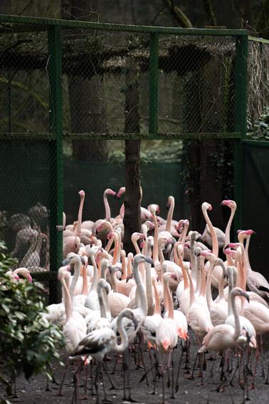 In 2014 the park team had a new idea: On all three flamingo enclosures protection aviaries were built.