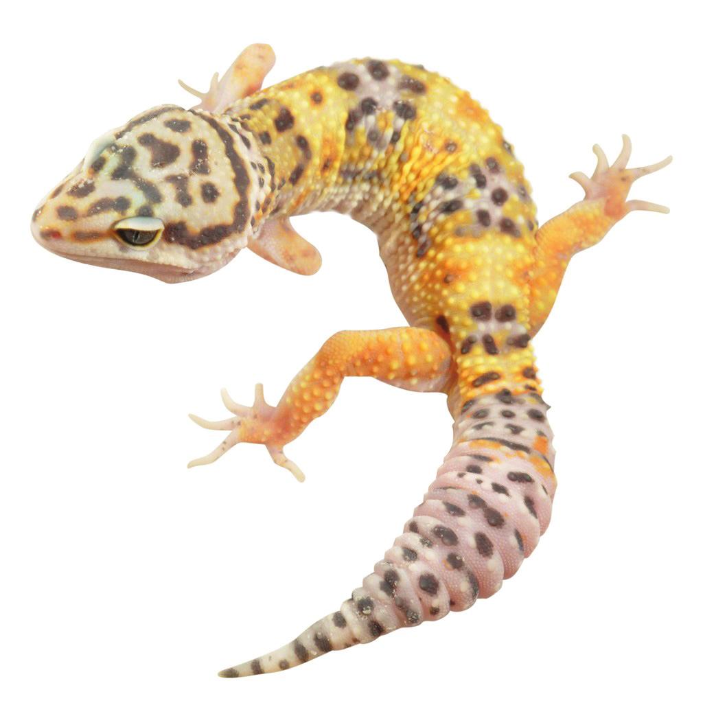 GUIDE TO K E E P I N G Leopard Gecko Introduction