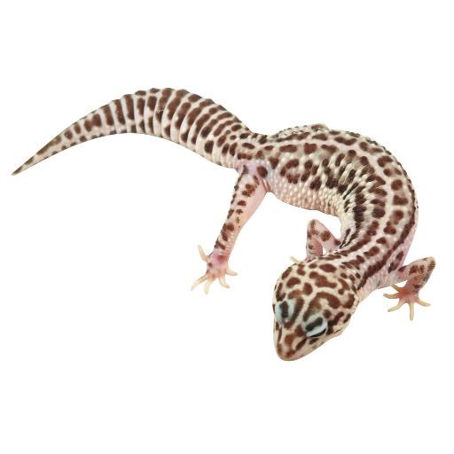 gecko if you are away?