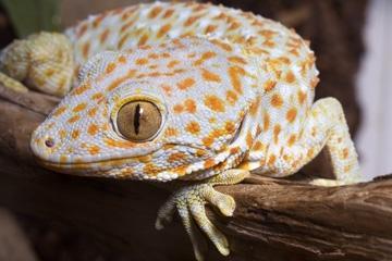 Gecko lovable pet?