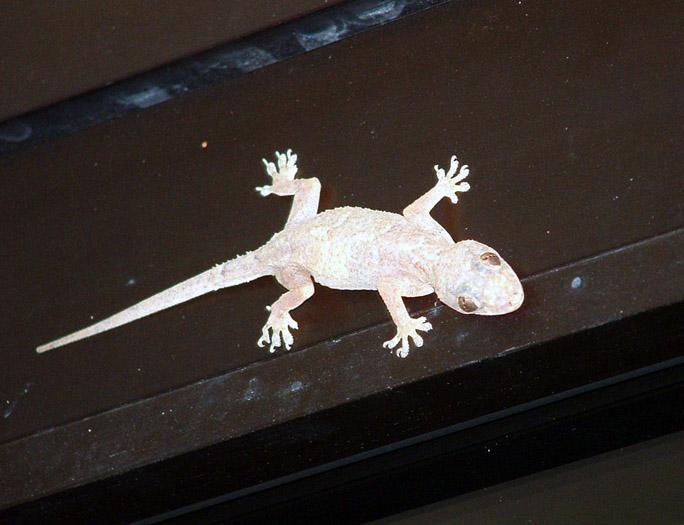 Uroplatus House Gecko