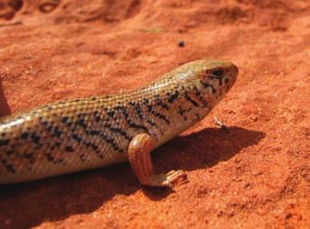 Reptiles and amphibians of particular conservation concern in the western division of New South Wales : a preliminary review. Biological Conservation 69: 41-54. Sadlier, R.A. and Shea, G.M. 1989.
