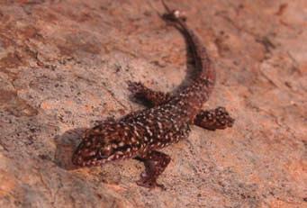 Sass APPENDIX 1 Prickly Geckos,