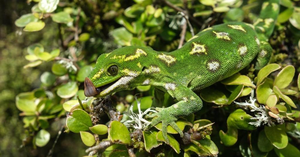 Jewelled geckos (Naultinus gemmeus) are also widespread on Otago Peninsula and abundant at some sites, but will not be discussed in detail in this report, as they were not targeted by the monitoring
