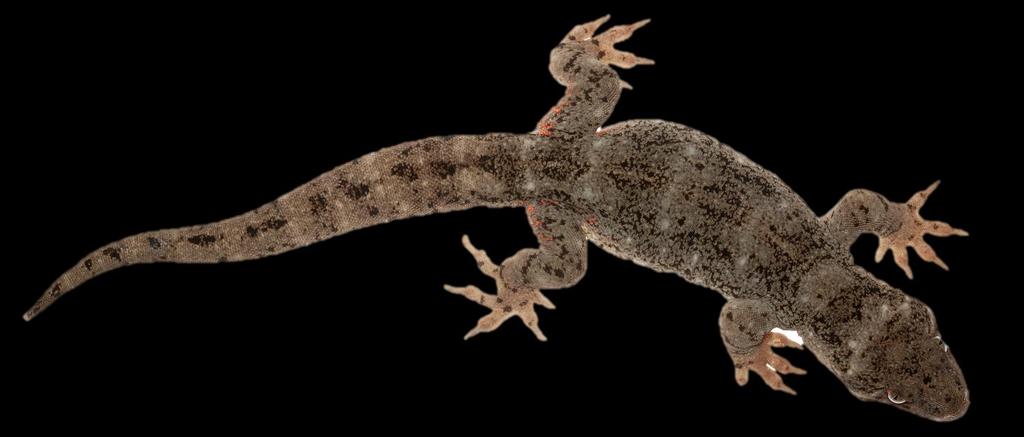Duvaucel s gecko Hoplodactylus duvaucelii Body length (SVL):
