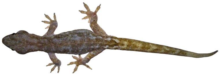 Size Guide Raukawa gecko Sizes