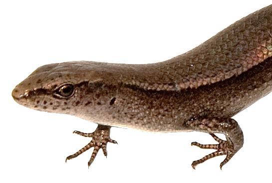 Plague skink Lampropholis delicata Introduced species and Unwanted
