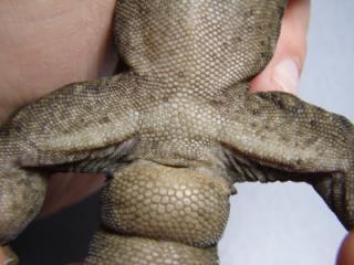 Gecko Gender Male Female Large hemipenal sac (bulge) at base of tail