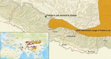 lynx and Pallas's cat in Dopla district, Nepal KM982549 (Paijmans et al. 2016), KF990332 (unpublished, originating from Mongolia) and KP202283 (Li et al. 2016). The 466 bp long D-loop mtdna sequence of the five successfully amplified samples presents a new haplotype with 99.