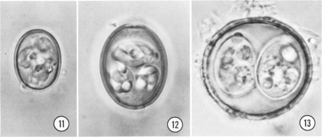 prominent, conical Stieda body (arrow, Fig. 7) and a finely granular, dispersed sporocyst residuum are present; sporozoites with at least 1 refractile body each.