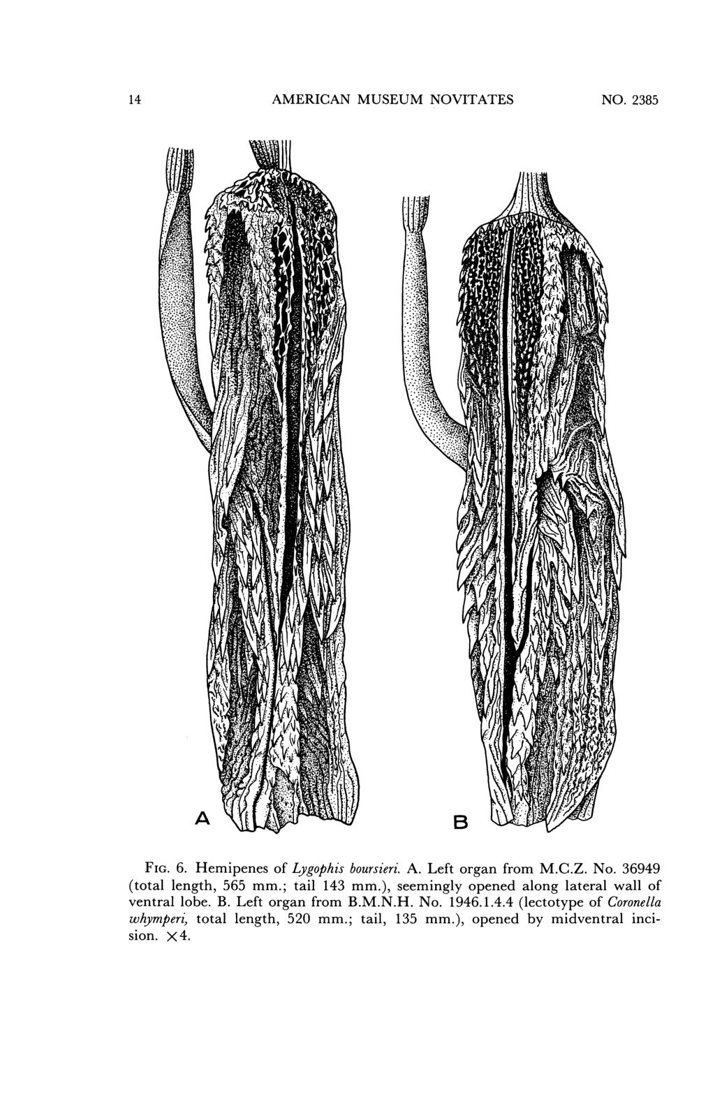 14 AMERICAN MUSEUM NOVITATES NO. 2385 FIG. 6. Hemipenes of Lygophis boursieri. A. Left organ from M.C.Z. No. 36949 (total length, 565 mm.; tail 143 mm.