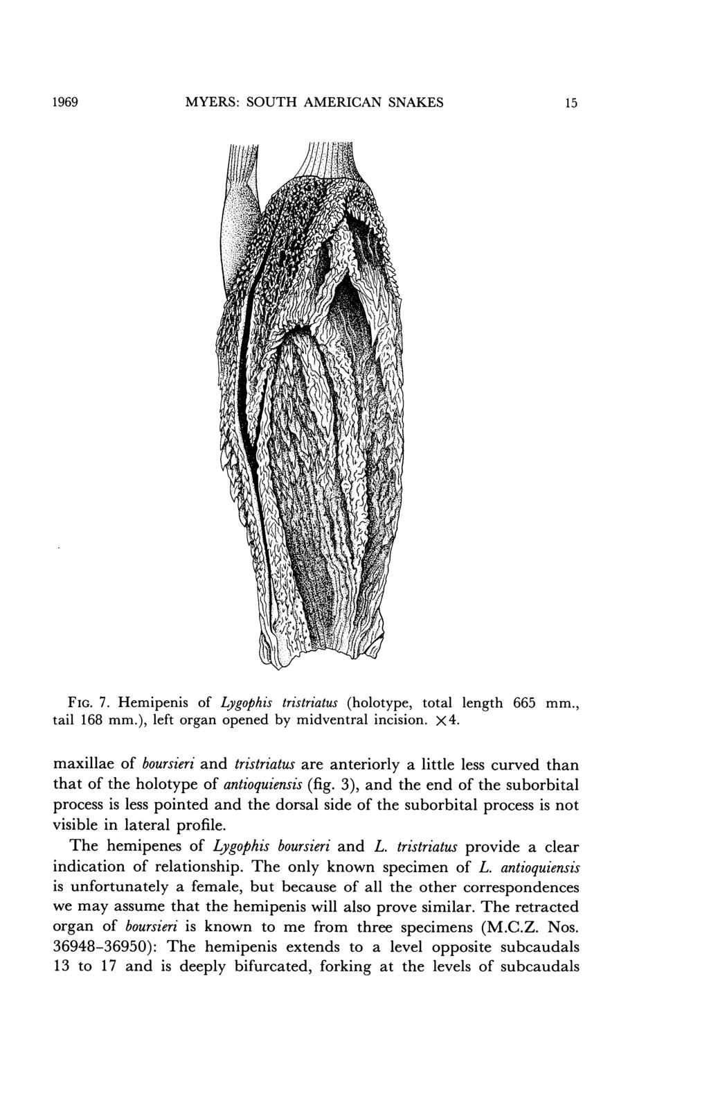 1969 MYERS: SOUTH AMERICAN SNAKES 15 FIG. 7. Hemipenis of Lygophis tristriatus (holotype, total length 665 mm., tail 168 mm.), left organ opened by midventral incision. X4.