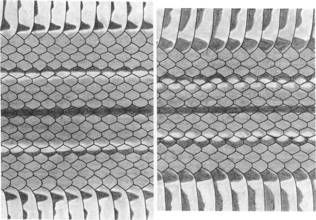 1969 MYERS: SOUTH AMERICAN SNAKES 5 stripe. The sides of the subcaudals are black, and a black median, zigzag line follows their common sutures.