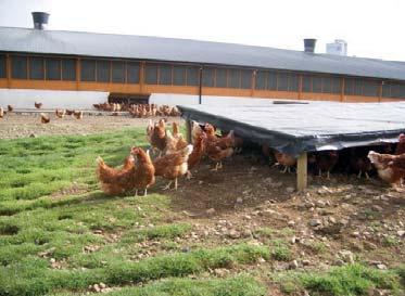 systems, birds should not normally be confined for too long during hours of daylight calculation of floor space, it must have the same artificial lighting system as within the inner part of the unit,