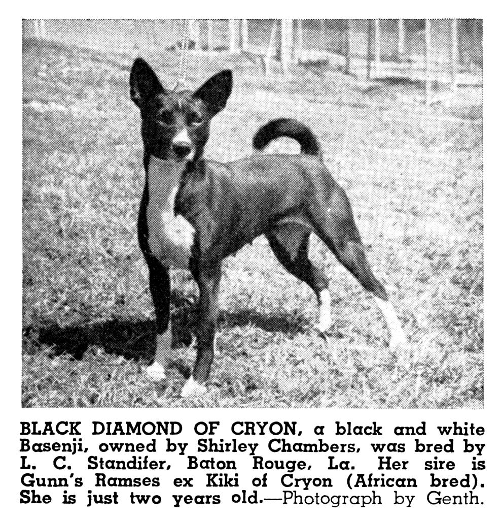 Mrs. Juniper believes they are the first pure black-and-white Basenjis bred in Europe.