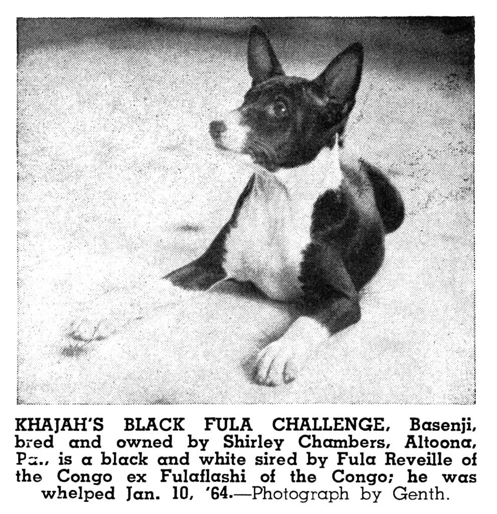 The hair of the black-and-white Basenji is coal black right down to the roots, and is like the coat of an exceptionally good tri-color but, of course, without the red Basenji University markings.