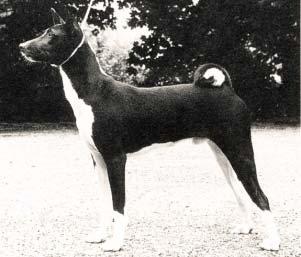 Ch. Sir Datar of Horsley as a young dog bloodlines) was bred to Khajah s Black Fula Challenge and two of these pups were imported into England by Cdr. and Mrs. Stringer, Mrs.