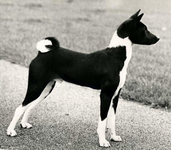 The dog puppy, Sheen of Horsley, became the grandfather of the first black and white bitch champion, Eng. Ch. Sircillitar of Horsley.
