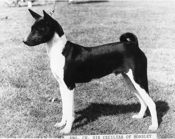Sir Datar of Horsley came to Khajah Kennels in 1969 and quickly became the first black and white American champion. He has been important in the development of black and whites in America.