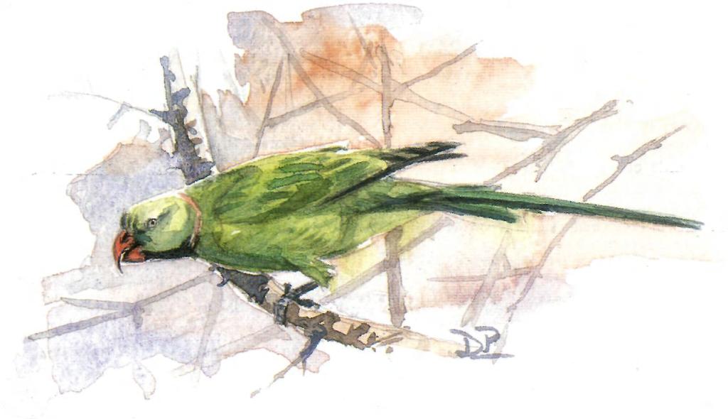 Determination of the origin of British feral Rose-ringed Parakeets Josephine A.