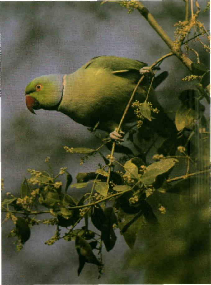 Rose-ringed Parakeets Psittacula krameri established feral colonies in southeast England in the 1970s (Morgan 1993).