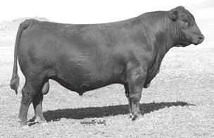 Logo is the only proven bull in the breed that offers 16 CED -3.6 BW 74 WW.