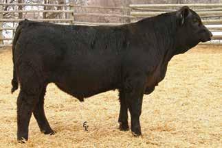 Purebred Black Simmental Bulls Lot 30 Lot 31 OLF Grand Lady Y108 - dam of lot 32 30 KS GUARDIAN A972 ASA# 2758314 Owned by: Roger Kenner