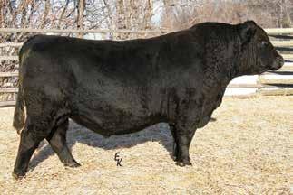 3-year-old 1/2 SimAngus Black Bulls Lots 33, 34, and 35 were the high-selling bulls in our 2012 sale to the Esty Ranch of Gunnison, CO. The lowest elevation at Gunnison is 7700 feet.