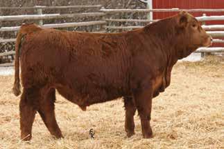 Purebred Red Simmental Bulls Lot 77 Lot 78 We definitely had enough water this year!