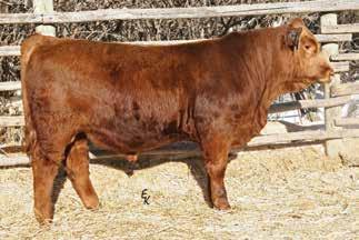 Purebred Red Simmental Bulls Lot 98 Lot 99 Lot 100 Lot 101 98 KS MR ALL IN A848 ASA# 2758210 Owned by: Roger Kenner Heterozygous Polled Red PB SM Bull Tattoo: A848 Birthdate: 2/22/13 Adj.