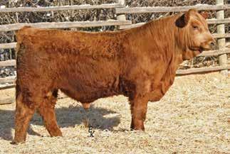SC: 38.9 HSF HIGH ROLLER 12T WS ALL IN W111 WS MISS TRACY T50 BCLR SHAMWOW W611 KS MISS YONKER Y610 KS IANA S923 Ranks #5 for Adj. YW and #5 for ADG among the Purebreds. Calving ease prospect.
