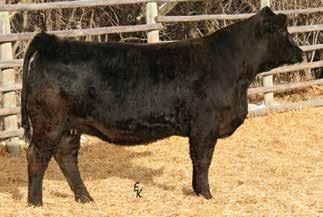 7 MM 31 MW 58 ASA# 2781793 AI bred to SAV Final Answer 0035 on 5/22/13. PE to Ellingson Durango 2156 from 5/24/13 to 7/22/13. Ultrasound safe to Final Answer and due 2/28/14 with a bull calf.
