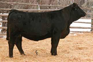 Purebred Black Bred Heifers 132 KS Demmi M978 - dam of lot 130 KS MISS ALL IN Z553 Owned by: Erika Kenner Polled Heterozygous Black Purebred Cow Tattoo: Z553 Birthdate: 3/9/12 Adj. BW: 79 lbs Adj.