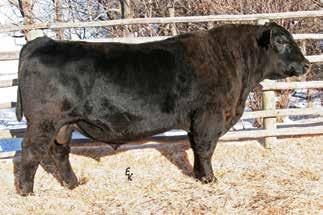 2 MM 26 MW 64 ASA# 2781835 AI bred to SAV Final Answer 0035 on 5/23/13. PE to Ellingson Durango 2156 from 5/24/13 to 7/22/13. Ultrasound safe to Durango and due 3/26/14 with a bull calf.