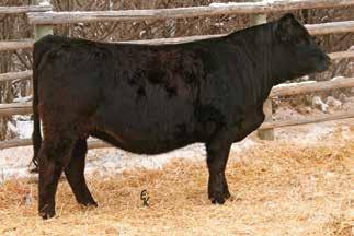 5 66 110 11.3 29 62 35.1-0.27 0.26 130 74 137 KS MISS TODD Z899 Owned by: Roger Kenner Polled Heterozygous Black Purebred Cow Tattoo: Z899 Birthdate: 4/9/12 Adj. BW: 82 lbs Adj.