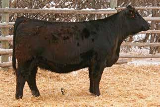 3/4 SimAngus Black Bred Heifers 144 KS MISS TODD Z745 Owned by: Erika Kenner Polled Homozygous Black 3/4 SimAngus Cow Tattoo: Z745 Birthdate: 3/23/12 Adj. BW: 73 lbs Adj.