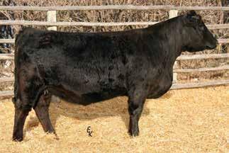 1/2 SimAngus Black Bred Heifers 151 Lot 148 Lot 149 Lot 150 KS MISS CHARLESTON Z514 Owned by: Erika Kenner Polled Homozygous Black 1/2 SimAngus Cow Tattoo: Z514 Birthdate: 3/6/12 Adj. BW: 86 lbs Adj.