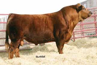 Purebred Red Bred Heifers 153 KS MISS BEEF MAKER Z130 Owned by: Erika Kenner Homozygous Polled Red Purebred Cow ET Tattoo: Z130 Birthdate: 3/25/12 Adj. BW: 83 lbs Adj.