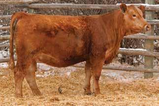 Purebred Red Bred Heifers 172 KS MISS RED RIDGE Z670 Owned by: Roger Kenner Homozygous Polled Red Purebred Cow Tattoo: Z670 Birthdate: 3/7/12 Adj. BW: 84 lbs Adj.