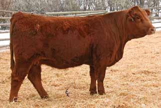 Purebred Red Bred Heifers 177 KS MISS BEEF MAKER Z813 Owned by: Roger Kenner Polled Red Purebred Cow Tattoo: Z813 Birthdate: 3/8/12 Adj. BW: 94 lbs Adj.