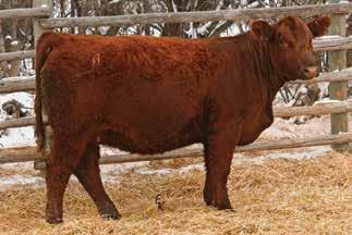 Purebred Red Bred Heifers & 3/4 SimAngus Red Bred Heifers 188 KS MISS SHAMWOW Z905 Owned by: Roger Kenner Homozygous Polled Red Purebred Cow Tattoo: Z905 Birthdate: 3/24/12 Adj. BW: 79 lbs Adj.