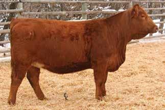AI bred to WS All In W111 on 5/24/13. PE to WS All In W111 from 5/24/13 to 7/22/13. Ultrasound safe to All In and due 3/14/14 with a bull calf. Planned Mating : 17 0.3 79 112 13.1 30 70 36.2-0.58 0.
